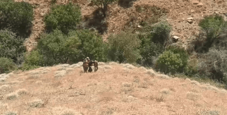Diyarbakır'da 71 yıl kesinleşmiş hapis cezası ile 20 yıldır aranan şahıs yakalandı