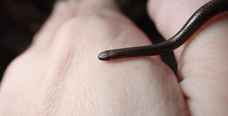 Neslinin tükendiği sanılan dünyanın en küçük yılanı bir kayanın altında ortaya çıktı