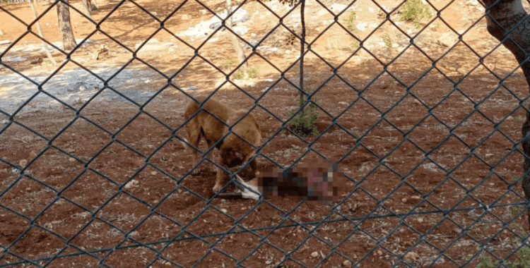 Başıboş köpekler koruma altındaki ceylanlara saldırdı