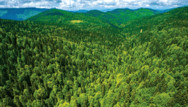 Ormanların korunması için yaklaşık 10,9 milyar lira harcandı