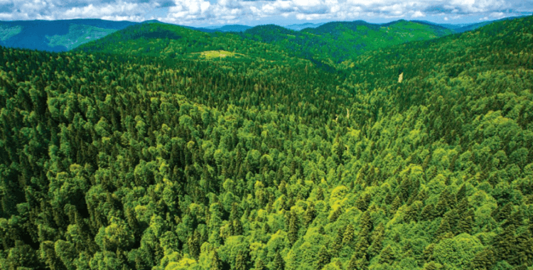 Ormanların korunması için yaklaşık 10,9 milyar lira harcandı