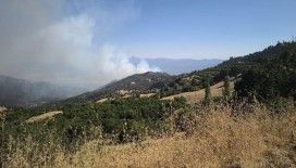 Denizli'de orman yangını çıktıDenizli'de orman yangını çıktı