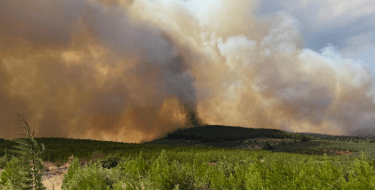 Bursa'da orman yangını