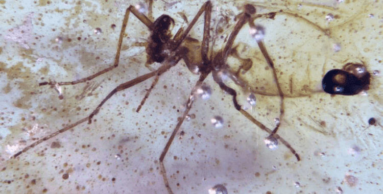 Amazon'un derinliklerinde 112 milyon yıllık örümcek ağı bulundu: Çağ öncesi 21 böcek 'tuzağa' yakalanmış