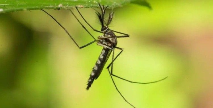 İzlanda'da ilk kez sivrisinek görüldü: 'Son kale düştü'