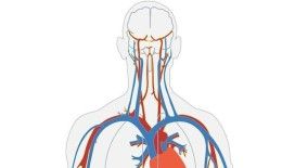 Damarlarda ilerleyerek belirli dokulara ilaç ulaştırabilen mikro robotlar test edildi
