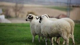 Yunanistan'da yüz binlerce koyun ve keçi salgında itlaf edildi: Koyun çiçeği