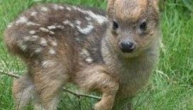 Dünyanın en utangaç geyiği: 'Pusu Geyikleri İlgi Odağı Oldu'