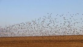 Gökyüzünde terapi etkisi: Sığırcıklardan muhteşem dans