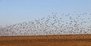 Gökyüzünde terapi etkisi: Sığırcıklardan muhteşem dans