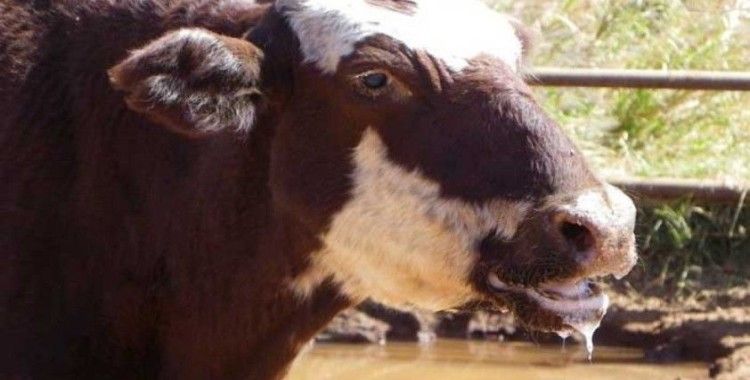 Milas'ta 11 mahalle karantinaya alındı: Büyükbaş, küçükbaş hayvanların giriş ve çıkışı yapılmayacak