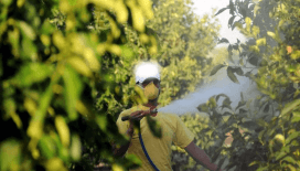 Böcek ilaçlarında yeni dönem: Reçetesiz ve internetten satış yasaklandı