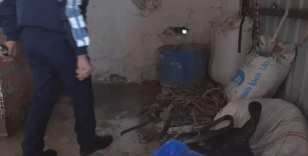 Ataşehir'de kaçak at kesimi iddiası: 2 şüpheli gözaltına alındı