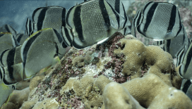 Açık denizleri küresel koruma altına alacak BBNJ Anlaşması yürürlüğe giriyor