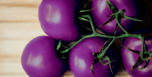 Genetik olarak modifiye edilen mor domates Avustralya’da satışa çıktı