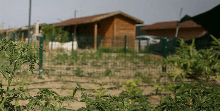 Hobi bahçelerine yeni yaptırım geliyor: Tarım arazilerine yapılaşmanın önüne geçilecek