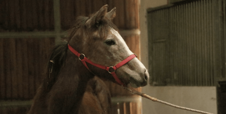 TMSF el koymuştu: Safkan İngiliz kısrağı satışa çıkıyor, muhammen bedel açıklandı