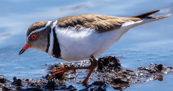 Türkiye'de ilk kez görüldü: Takkeli cılıbıt kuşu Gaziantep'te