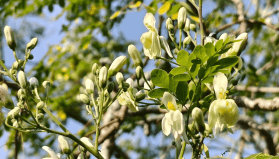 'Mucize ağaç' moringa, içme suyundaki mikroplastiklerin yüzde 98’ini yok ediyor