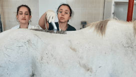 Şampiyon yarış atı belinden rahatsızlanınca fizik tedaviye başlandı