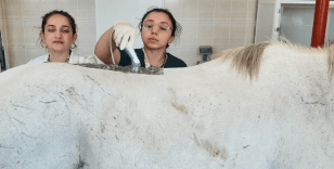 Şampiyon yarış atı belinden rahatsızlanınca fizik tedaviye başlandı