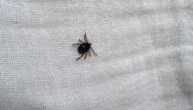 Kulak ağrısı şikayetiyle gitmişti: 5 yaşındaki küçük çocuğun kulağından canlı kene çıkarıldı