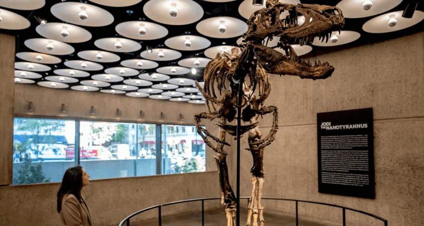 67 milyon yıllık dinozor iskeleti 47.3 milyon dolara satıldı: 'En pahalı ikinci fosil'